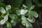 Purslane plant also calledÂ Kulfa, GholÂ orÂ Luni Saag is one of those summer leafy green vegetables, India , Oman, Pakistan